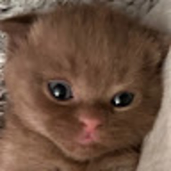 Meet your Posher, Dumbo - Picture 1 of 1